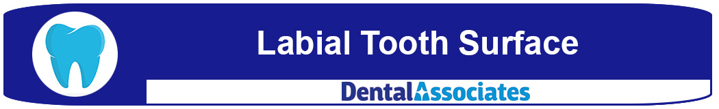 What is the labial tooth surface?